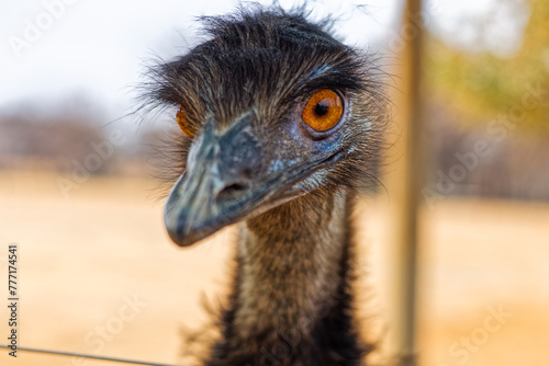 Close-up of inquisitive Emu flightless bird at an ostrich farm near Oudtshoorn, Western Cape South Africa