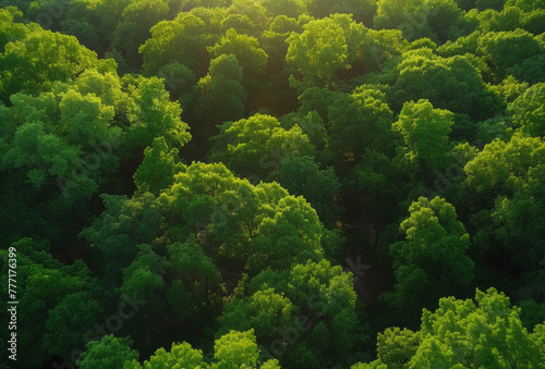 A view of a bird's eye shot looking down on the forest, AI