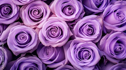 lilac purple rose