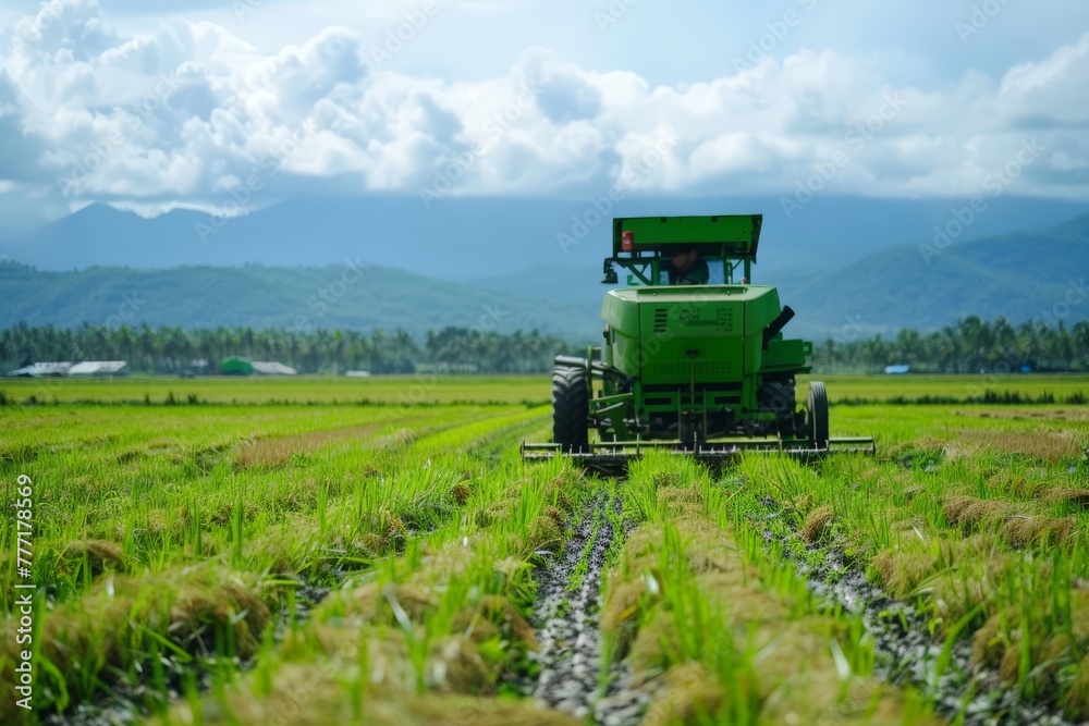 Fototapeta premium Agriculture Paddy