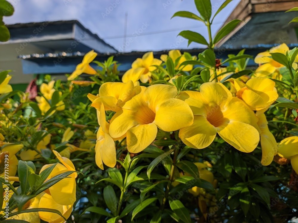Obraz premium Allamanda Cathartica flower in the morning