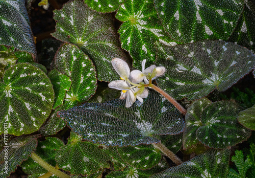 White flowers of a Begonia pustulata against its distinctive, textured leaves. photo