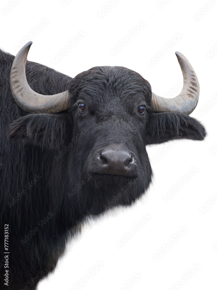 Carpathian buffalo isolated on a white Carpathian buffalo isolated on a white