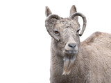 siberian ibex isolated on white background