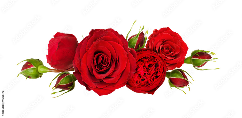 Red rose flowers in a line arrangement isolated on white or transparent background