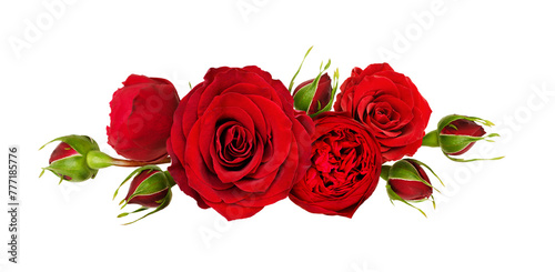 Red rose flowers in a line arrangement isolated on white or transparent background