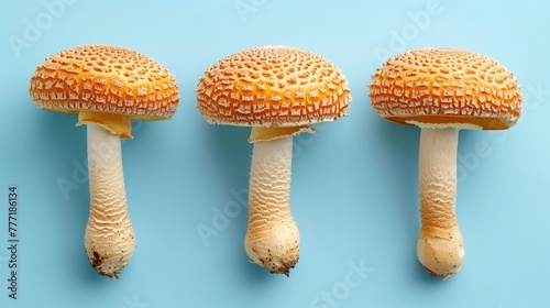 Shiitake mushroom  lentinula edodes  displayed on a delicate pastel colored background photo