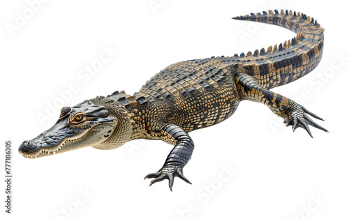 A crocodile on white background,png