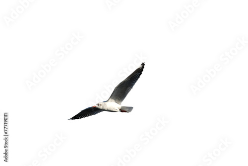 A Seagull bird flying.