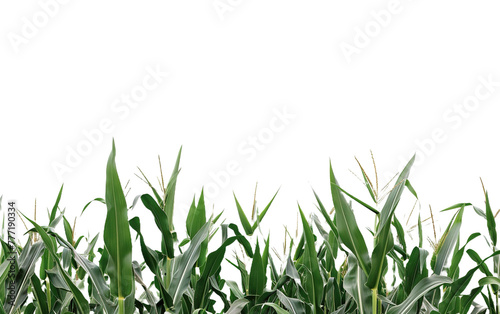 A cornfield on white background,png