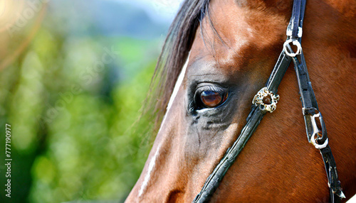 Eye of Arabian bay horse