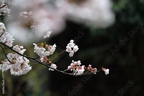 雨上がりの桜、ソメイヨシノ