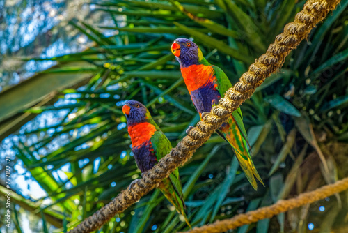 Two Rainbow Lorikeets sitting side by side at a wildlife park near Oudtshoorn, Western Cape South Africa photo