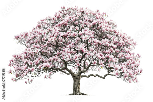 Realistic Magnolia Tree Illustration isolated on transparent background