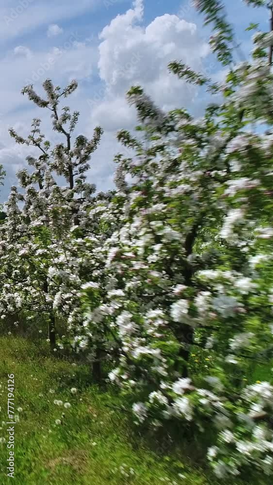 Vertical video. Low flight on a sunny day in a row of blossomed apple trees. Spring orchard. Industrial gardening. Grass and dandelions among branches with flowers. Vertical video. Low flight on a sunny day in a row of blossomed apple trees. Spring orchard. Industrial gardening. Grass and dandelions among branches with flowers.