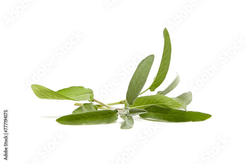 Sage herb leaves isolated on white background. Fresh garden sage plant