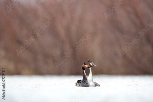 Courtship display of great crested grebes on water