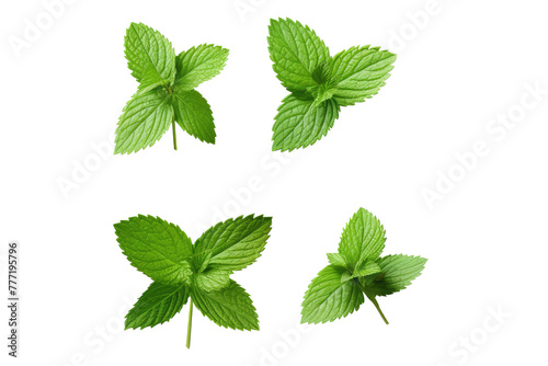 mint leaf isolated on white
