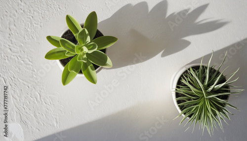 top view of house plant treepot on white stone table top with sun light making shade frome window, bright colors photo