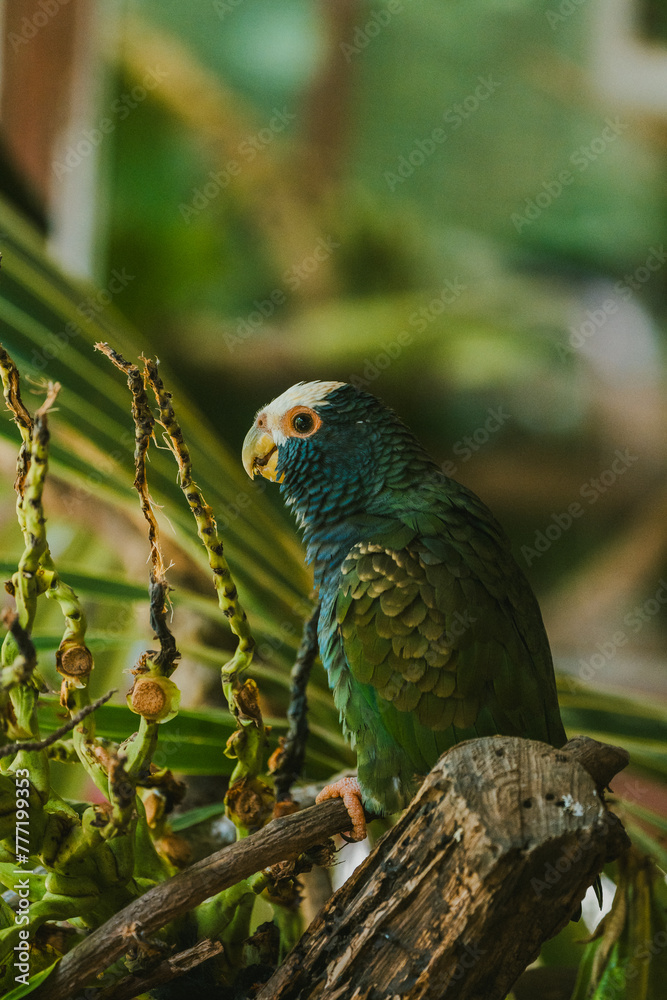 Orange-fronted parakeet perching in Costa Rican habitat Orange-fronted parakeet perching in Costa Rican habitat