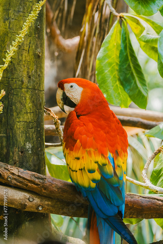 Vibrant Scarlet Macaw Perched in Costa Rican Forest photo