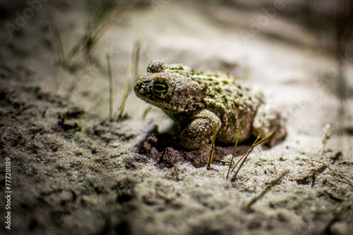 Natterjack toad, Epidalea calamita hiding in the sand of Kalmthout Heath photo