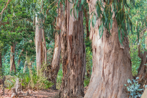 Eucalyptus forest with trees whose bark has peeled off from the trunk to varying degrees. Natural conditions that have not been exposed to the harmful effects of industry and human action