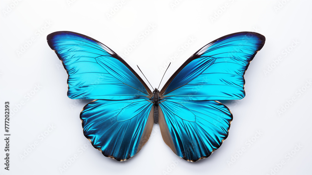 Vibrant Blue Morpho Butterfly on White Background Vibrant Blue Morpho Butterfly on White Background