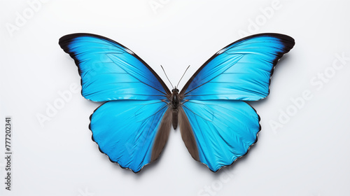 Stunning Blue Morpho Butterfly with Wings Open on White