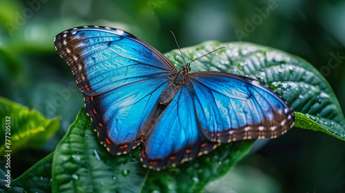 Vibrant blue morpho butterfly perched on a tropical leaf.