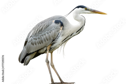 Graceful Avian Heron isolated on transparent background