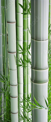 bamboo stem on the white background isolated bright colors