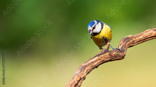 Tableau sur toile Blue Tit, Parus caeruleus, Mediterranean Forest, Castilla y Leon, Spain, Europe