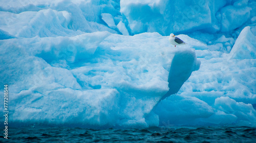 Fototapeta Naklejka Na Ścianę i Meble -  Glaucous Gull, Larus hyperboreus, Arctic, Spitsbergen, Svalbard, Norway, Europe