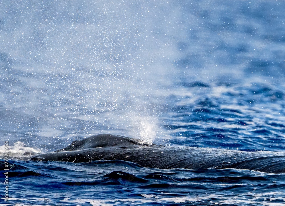 Obraz premium whale blow hole