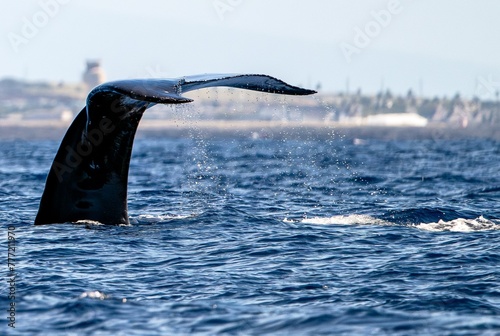 whale Tail in the ocean