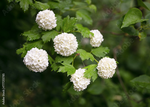 Flowering white snowball flowers. Blooming white flowers in the cottage garden at blur background. Gardening concept. Selective focus. (Viburnum opulus Roseum)