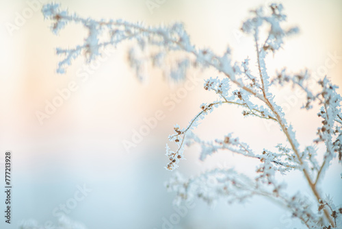 frost on grass, plants in winter early in the morning, natural winter phenomenon, natural winter background © iloli