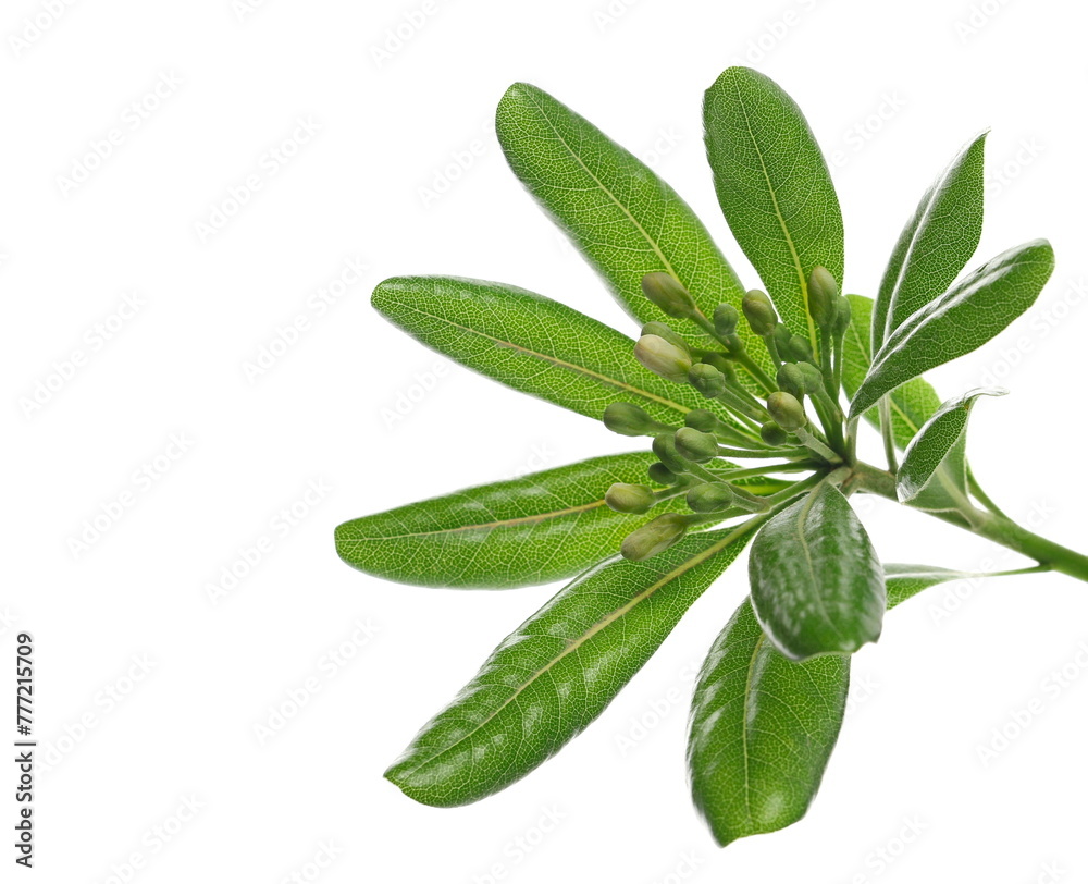 Obraz premium Pittosporum, fresh green branch with leaves isolated on white, clipping path 