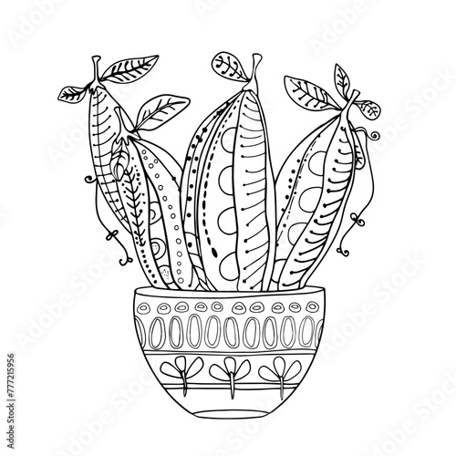 Pea seedlings in a pot. Home eco garden. Peas, beans in a pot