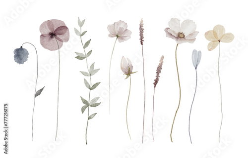Hand painted wildflowers, meadow flowers elements isolated on white background