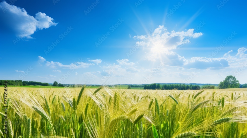 Landscape of grain field flower herb, under blue cloudy sky with sunshine