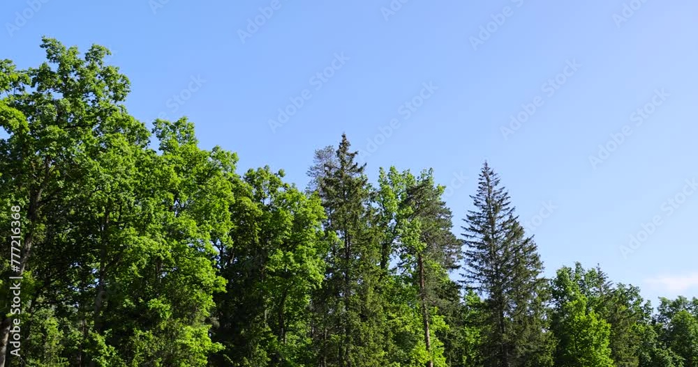 mixed forest with green foliage on trees in clear weather, trees in the forest in sunny weather mixed forest with green foliage on trees in clear weather, trees in the forest in sunny weather