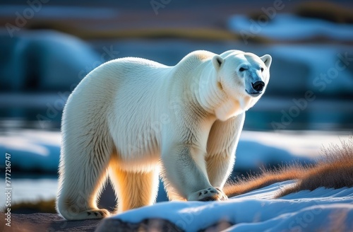 Polar bear in natural habitat close up