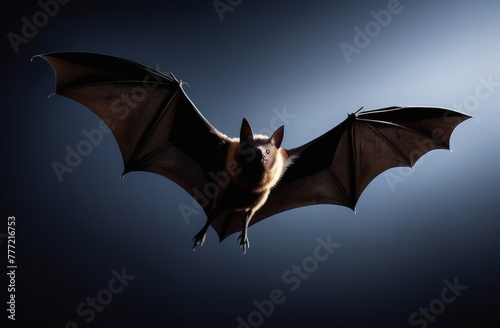 Bat in flight close up photo
