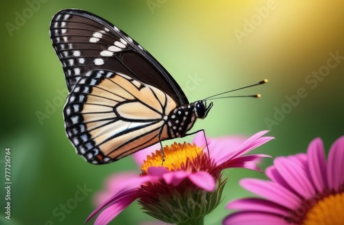 Butterfly collects nectar from a flower, macro photo