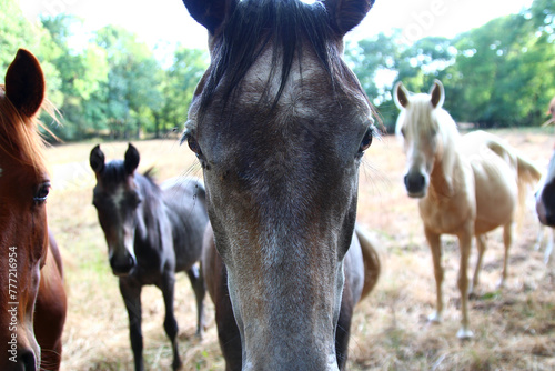 Group of diffrent-coated horses coats intrigued by the photographer, very close to the Ste Marie de Douch church in Rosis, in August (Hérault, Occitanie, France). photo