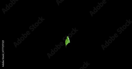 Yellow and Green leaves decorative wood flying with the wind slow motion isolated on black background