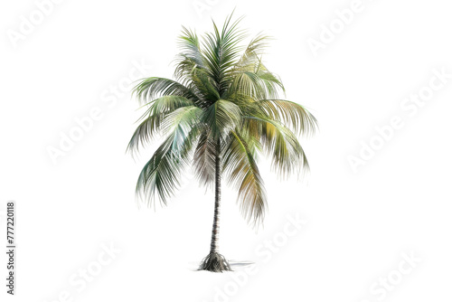 Palm Tree isolated on transparent background © Alien Starz
