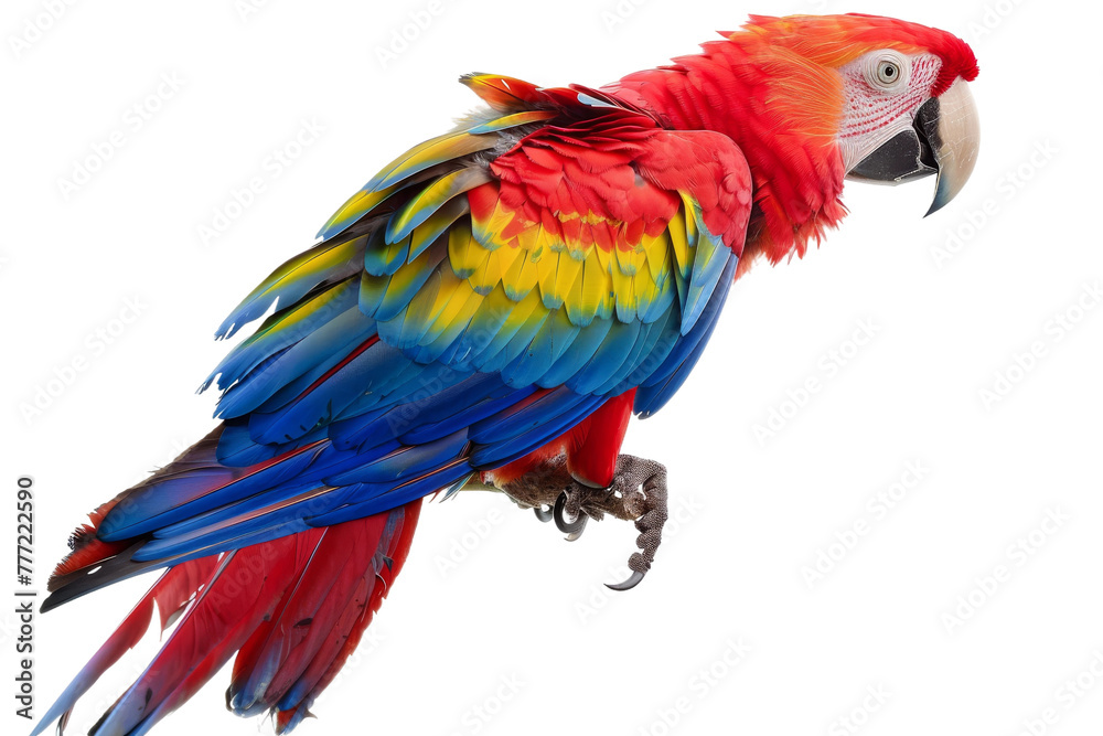 Colorful Parrot isolated on transparent background